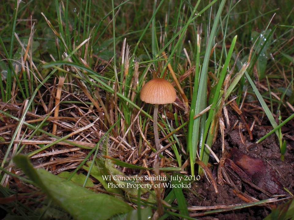 Conocybe smithii image
