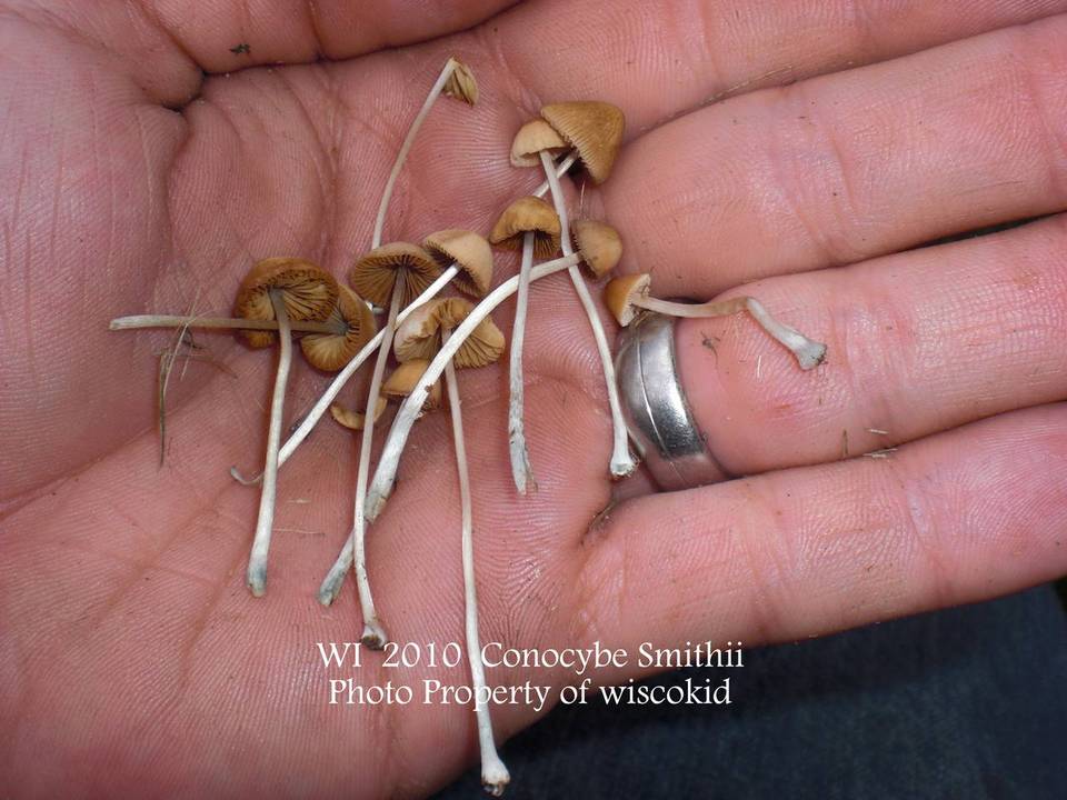 Conocybe smithii image