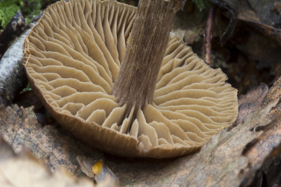 Cortinarius decipiens image