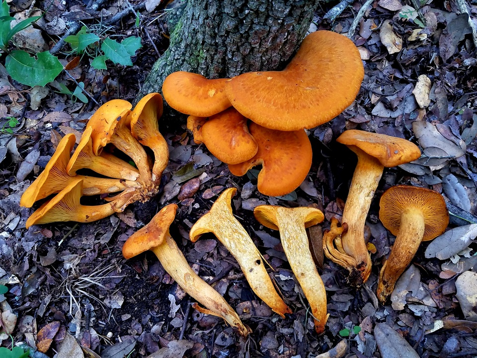 Omphalotus subilludens image