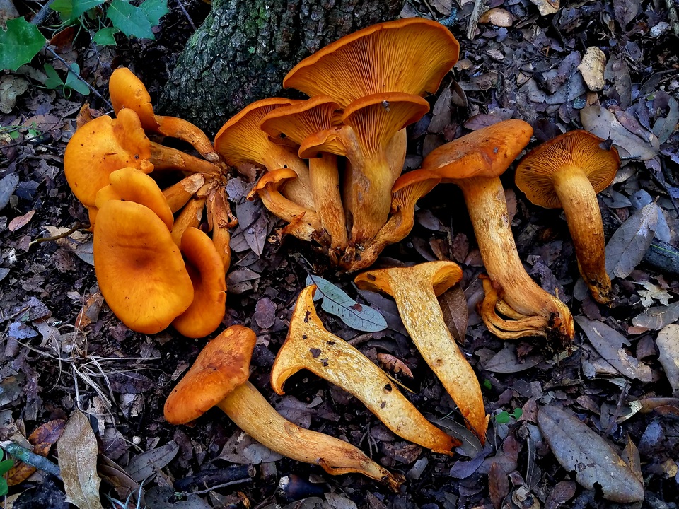 Omphalotus subilludens image