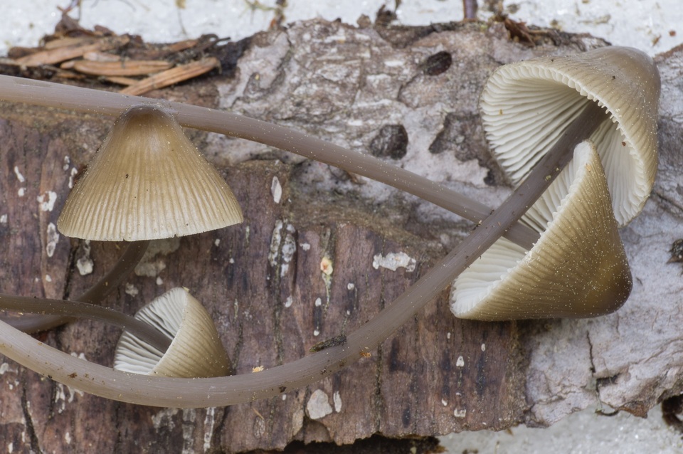 Mycena hudsoniana image