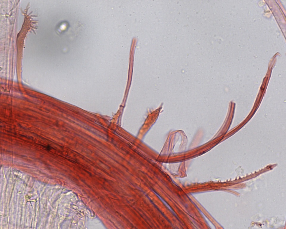 Mycena hudsoniana image