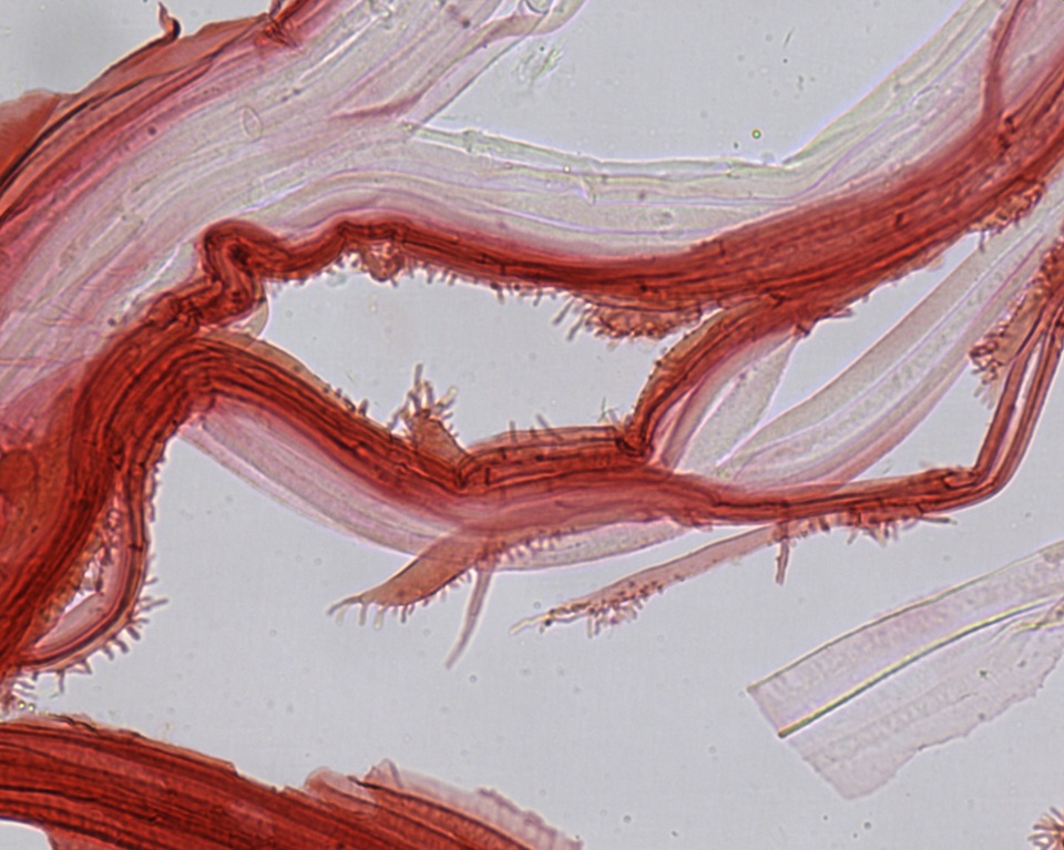 Mycena hudsoniana image