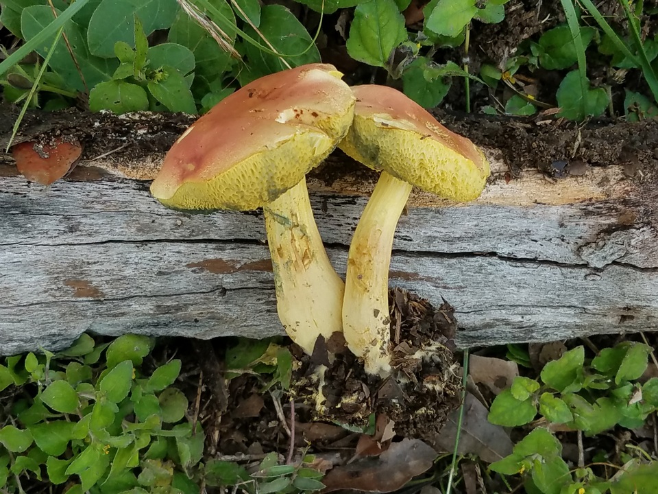 Boletus subfraternus image