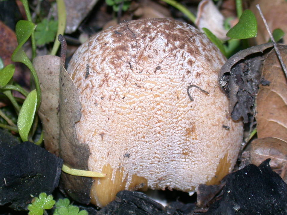 Coprinellus bipellis image