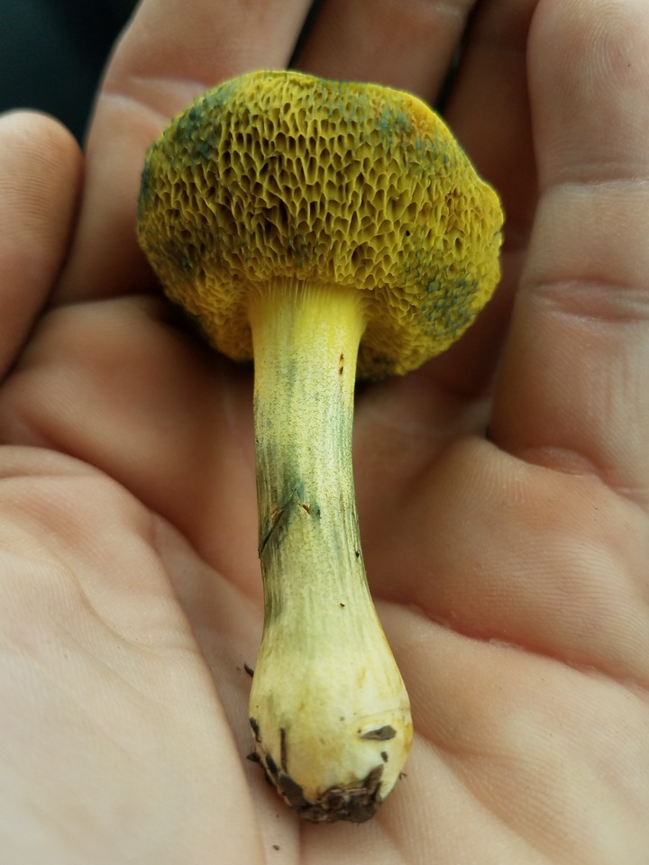 Boletus subfraternus image