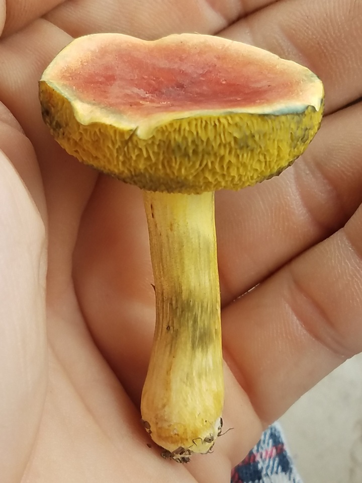 Boletus subfraternus image