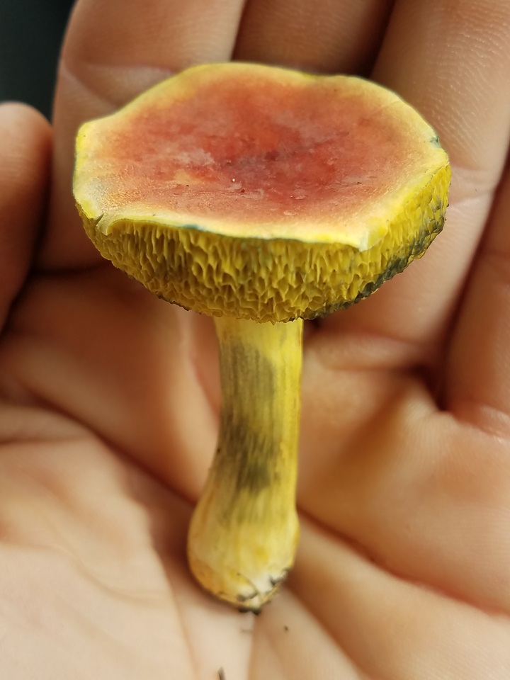 Boletus subfraternus image