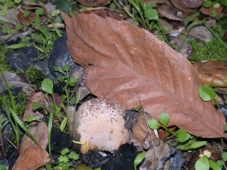 Coprinellus bipellis image