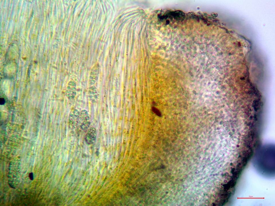 Topelia image