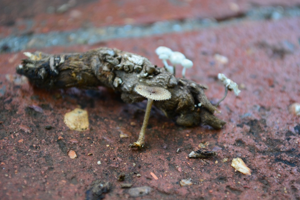Lentinus swartzii image