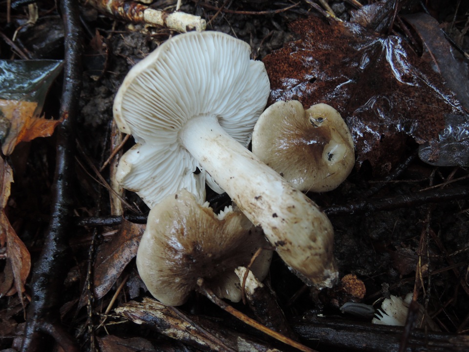 Tricholoma olivaceobrunneum image
