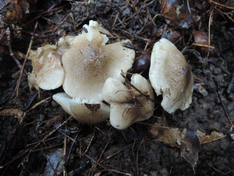 Tricholoma olivaceobrunneum image