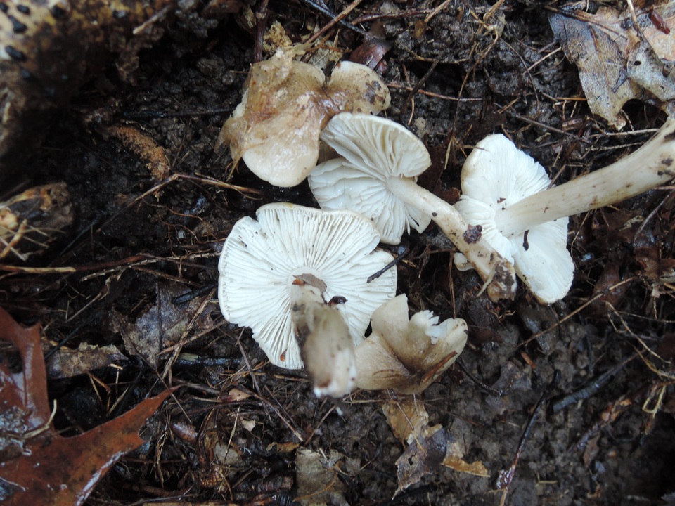 Tricholoma olivaceobrunneum image