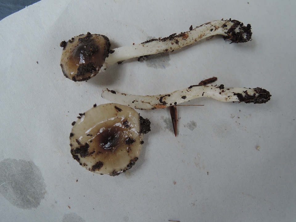 Hygrophorus pseudochrysaspis image