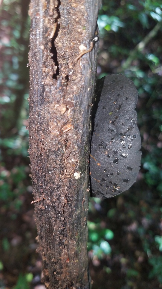 Sarcosoma mexicanum image