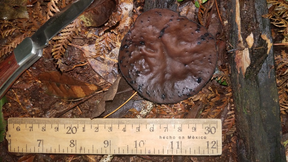 Sarcosoma mexicanum image