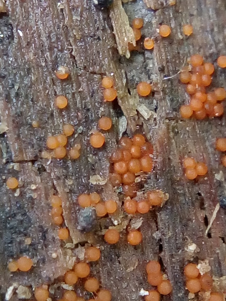 Nectria peziza image