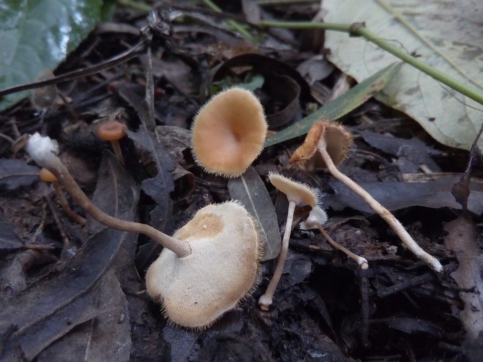 Lentinus swartzii image