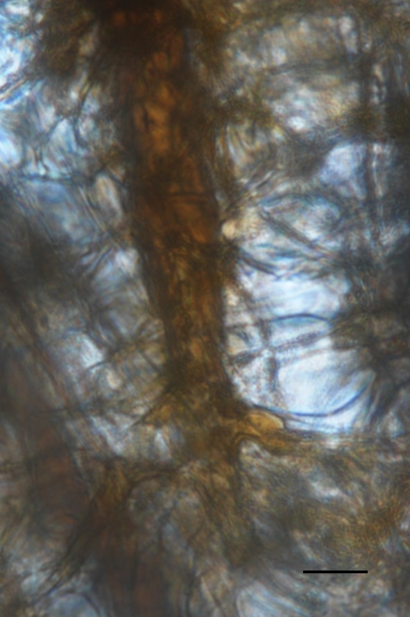 Scutellinia olivascens image