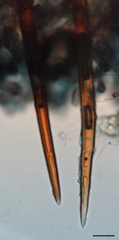 Scutellinia olivascens image