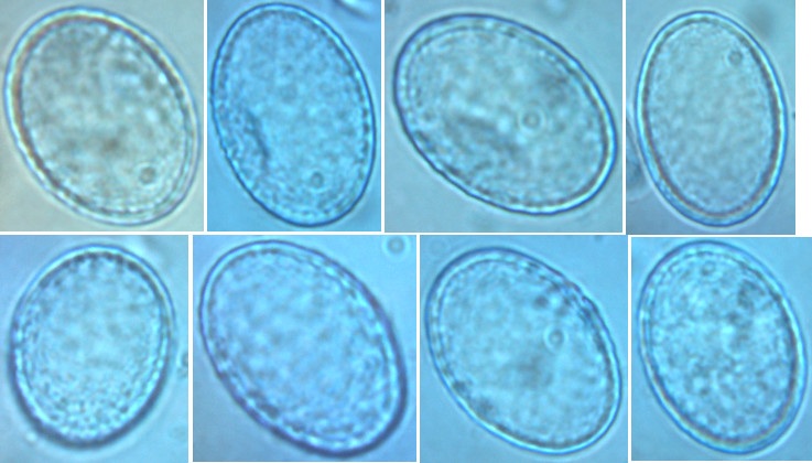 Scutellinia olivascens image