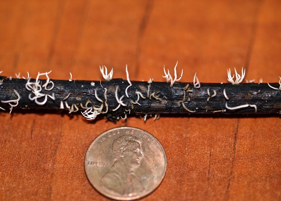 Pterula gracilis image
