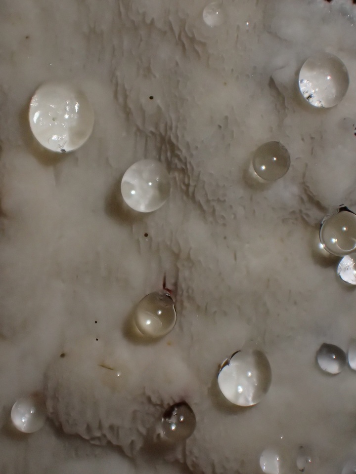 Cinereomyces lindbladii image