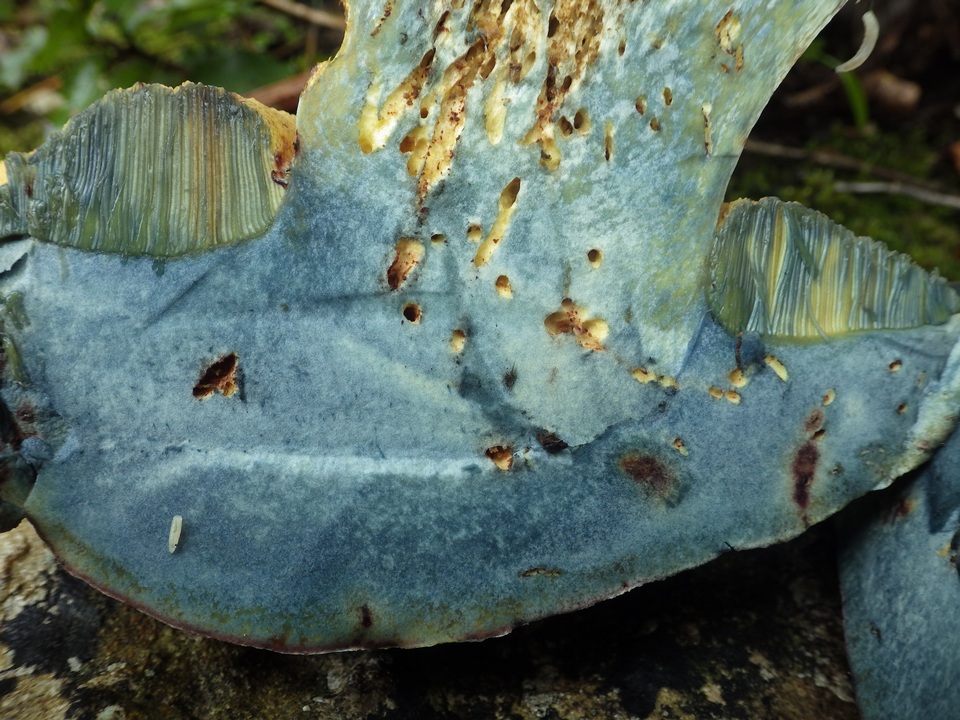Imperator rhodopurpureus image