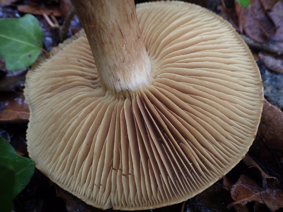 Cortinarius sect. Dermocybe image