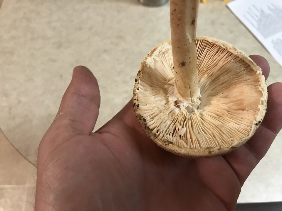 Amanita nauseosa image