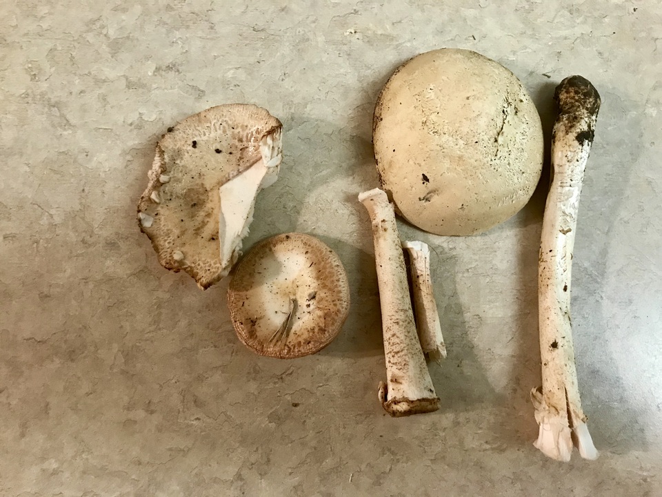Amanita nauseosa image