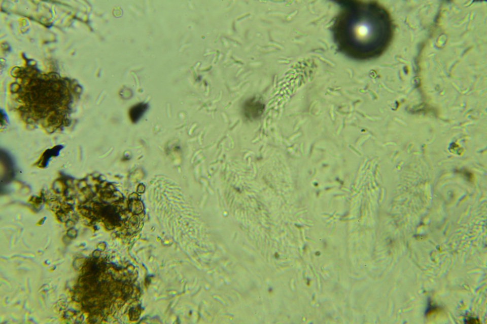 Nitschkia broomeana image