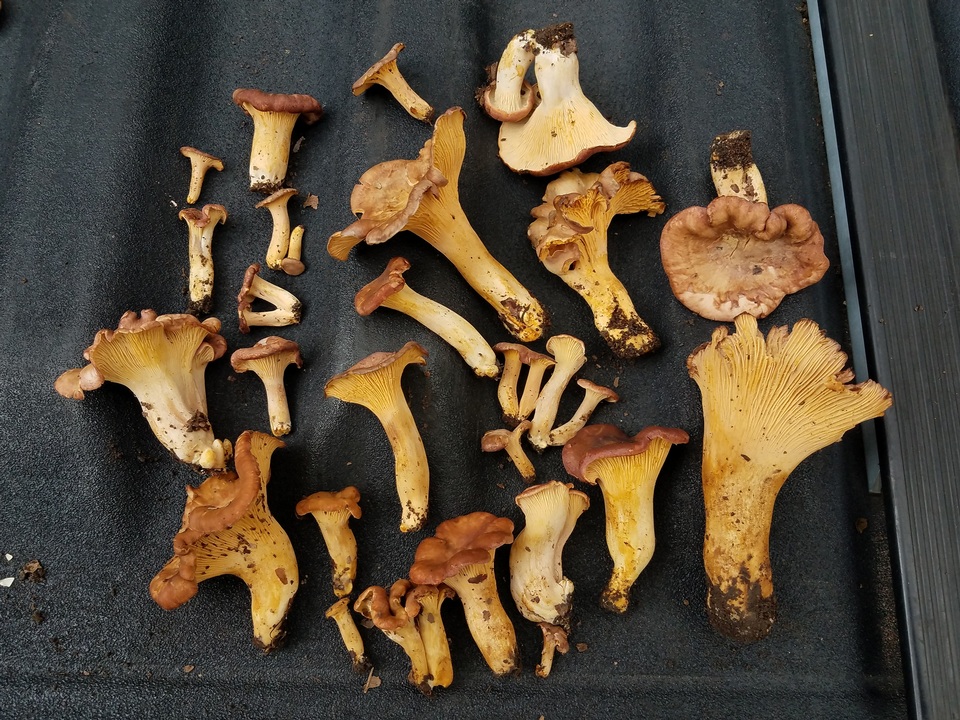 Cantharellus lewisii image