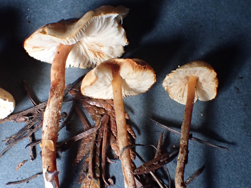 Lepiota boudieri image