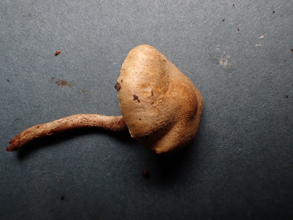 Lepiota boudieri image