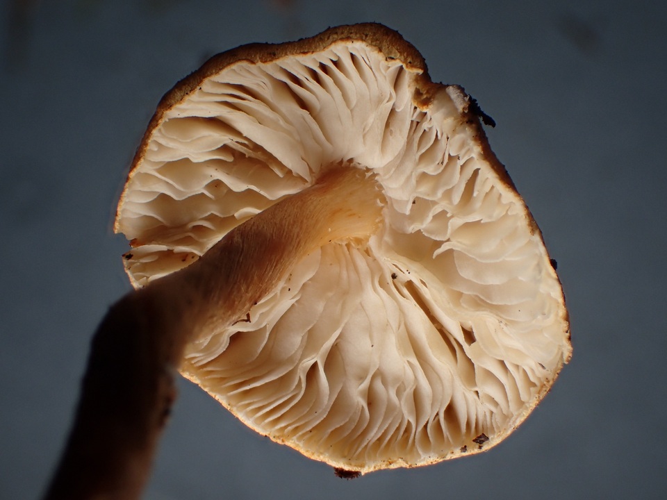 Lepiota boudieri image