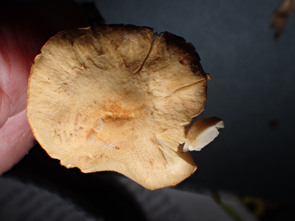 Lepiota boudieri image