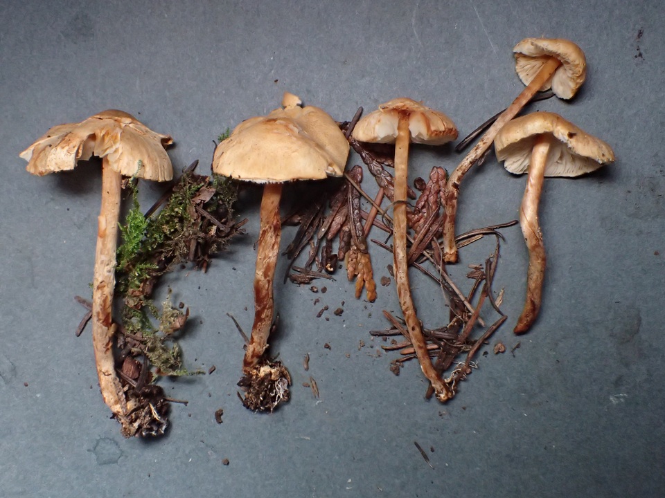 Lepiota boudieri image