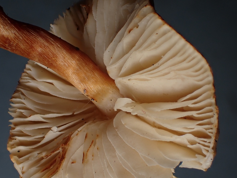 Lepiota boudieri image