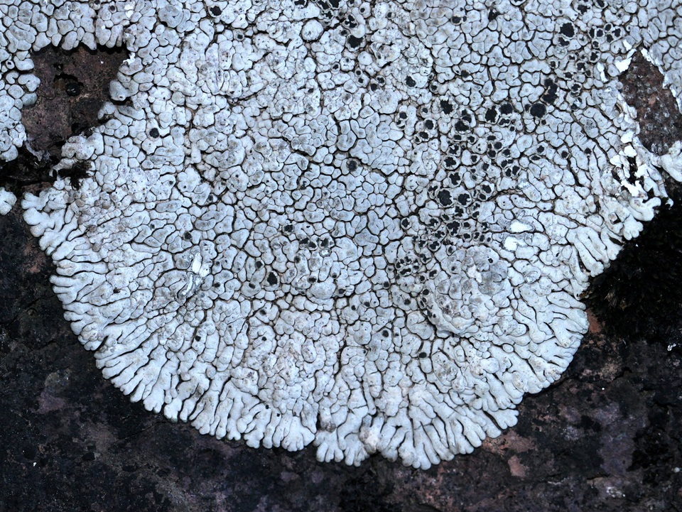 Lobothallia alphoplaca image
