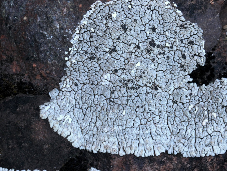 Lobothallia alphoplaca image