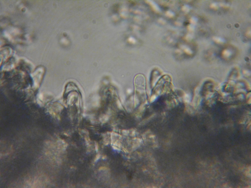 Lepiota boudieri image