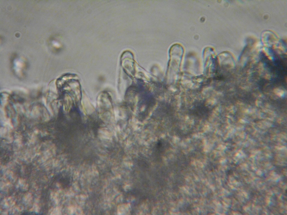 Lepiota boudieri image