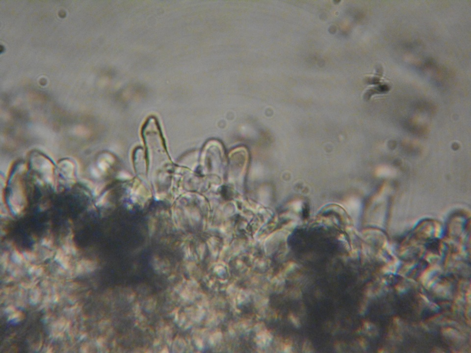 Lepiota boudieri image