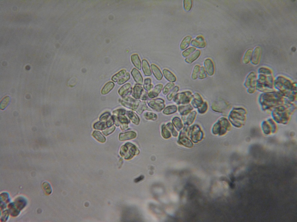 Lepiota boudieri image