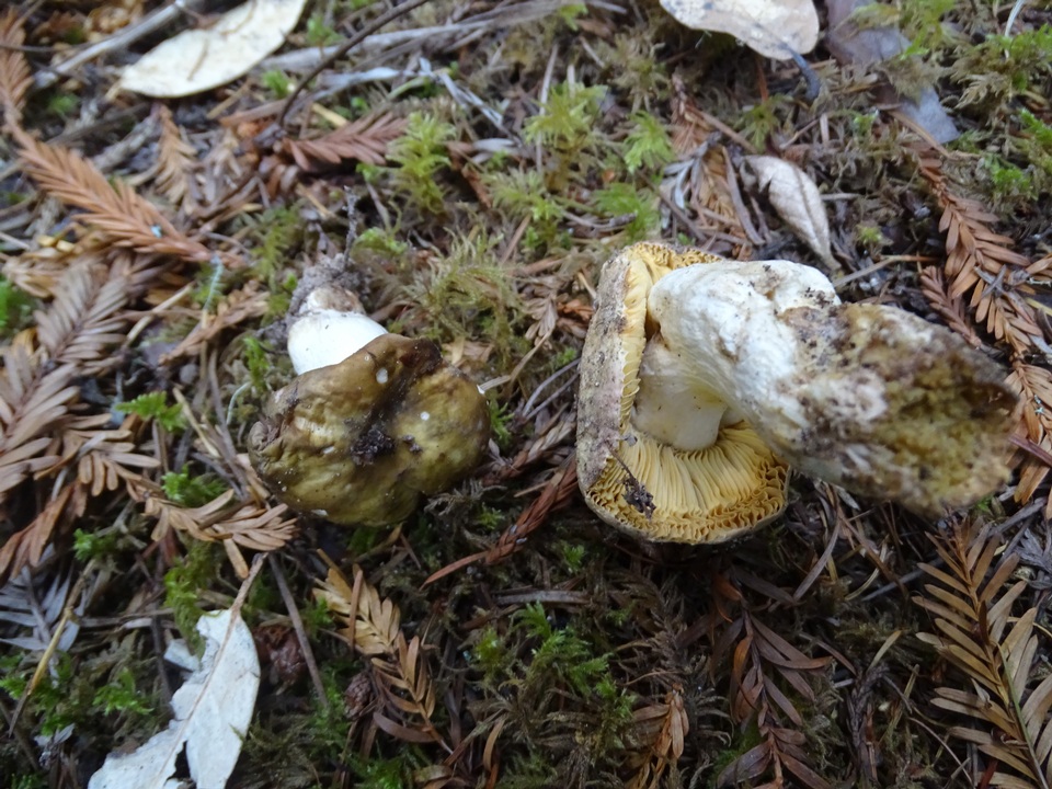 Russula cuprea image