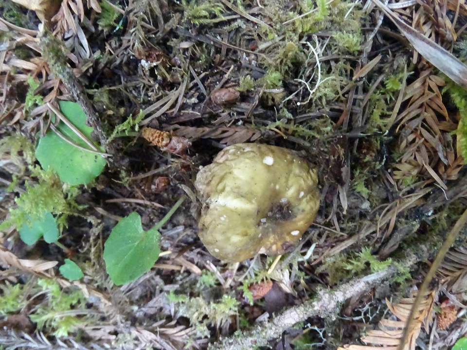 Russula cuprea image