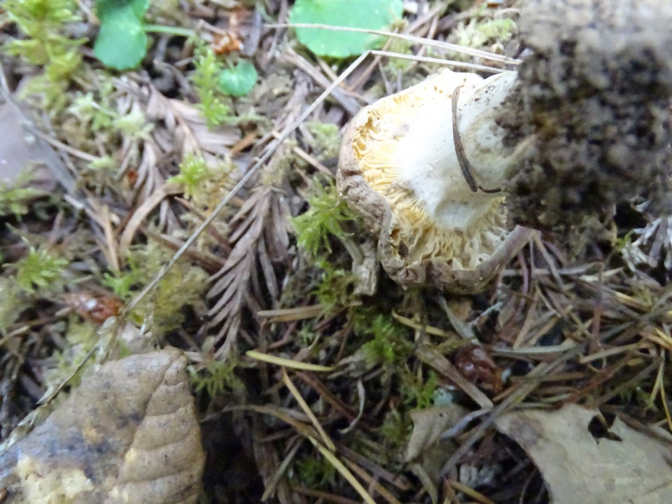 Russula cuprea image